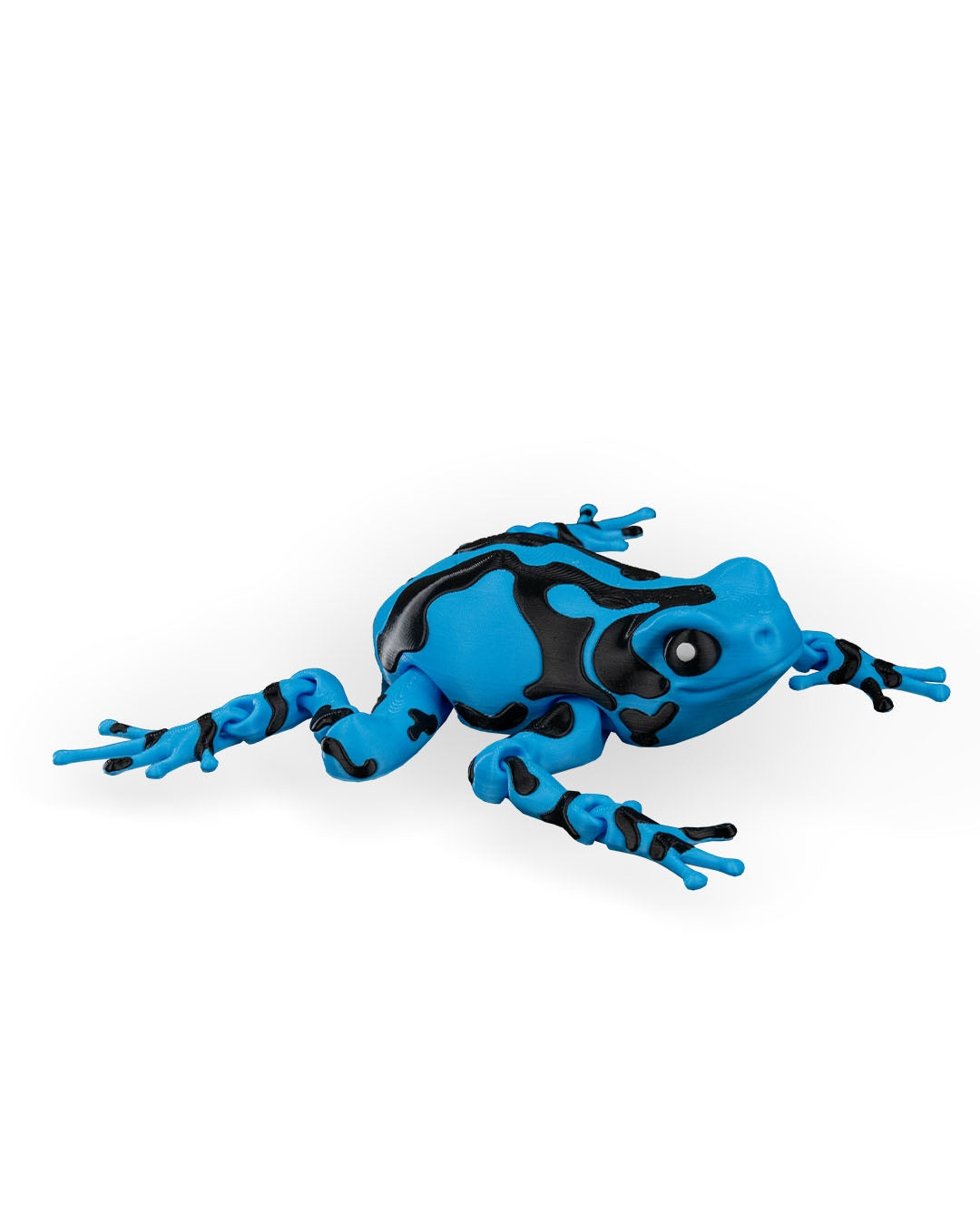Darcy, the Poison Dart Frog